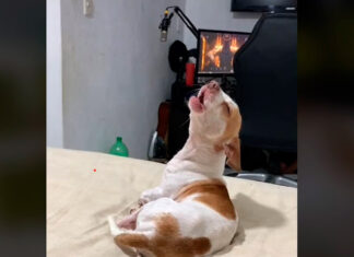 Perrito canta canción de Bad Bunny y se hace viral perrito