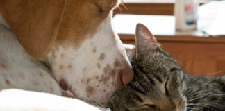 ¿CURP para mascotas en Puebla? Así puedes registrarlos en el Padrón Estatal