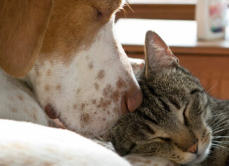 Evacúan a más de 300 perros y gatos de Afganistán