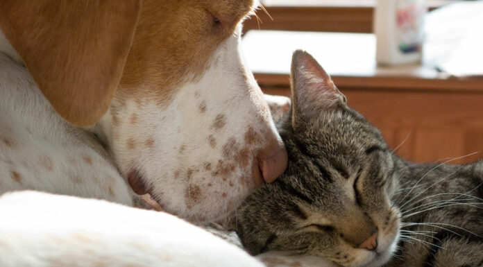 Evacúan a más de 300 perros y gatos de Afganistán