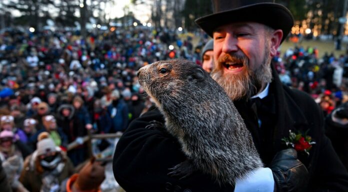 Conoce a Phil, la marmota que predice el clima en EU