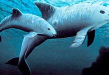 EU busca protección de vaquita marina bajo el T-MEC