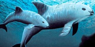 EU busca protección de vaquita marina bajo el T-MEC
