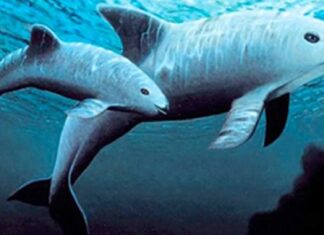 EU busca protección de vaquita marina bajo el T-MEC
