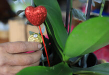 Se estanca venta de flores y regalos previo a San Valentín La venta de flores y los regalos de ocasión no repuntó en los días previos a San Valentín, así lo informaron comerciantes del sector. Foto: Es Imagen