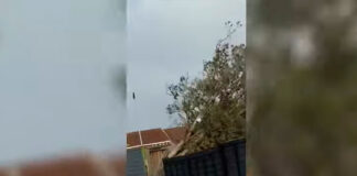 Ventarrón arranca árbol de 4 metros desde la raíz árbol