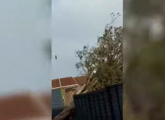 Ventarrón arranca árbol de 4 metros desde la raíz árbol