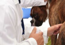 Atlixco realizará jornada antirrábica para mascotas Atlixco