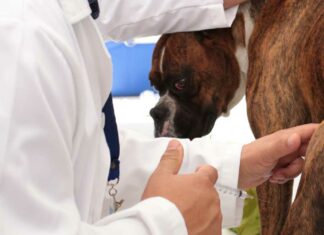 Atlixco realizará jornada antirrábica para mascotas Atlixco