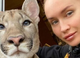 ¡Increíble! Mujer adopta a enorme puma como mascota