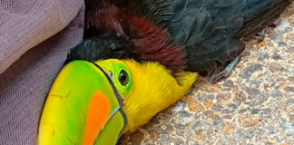 Buscan a tucán extraviado por policías de la CDMX tucán