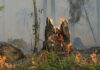 Incendios forestales en Guerrero afectan más de 80 hectáreas Guerrero