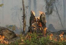 Incendios forestales en Guerrero afectan más de 80 hectáreas Guerrero
