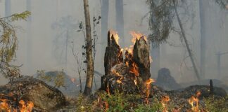 Incendios forestales en Guerrero afectan más de 80 hectáreas Guerrero
