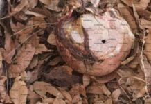 Encuentran cráneo en descomposición en Clavijero