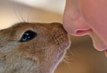 Contagios de humanos a animales son más frecuentes de lo que crees animales