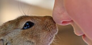 Contagios de humanos a animales son más frecuentes de lo que crees animales