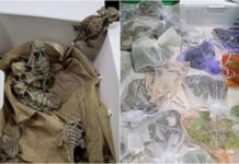Patrulla Fronteriza detiene a hombre con más de 50 reptiles