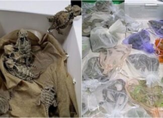 Patrulla Fronteriza detiene a hombre con más de 50 reptiles