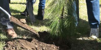 Entregan 100 árboles a escuela de San Pedro Cholula árboles