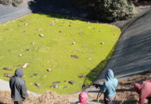 Hallan 100 cadáveres de perros en laguna tóxica de Edomex Más de 100 cadáveres de perritos fueron encontrados en una laguna de Amecameca. Foto Facebook