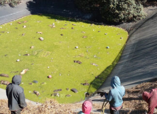 Hallan 100 cadáveres de perros en laguna tóxica de Edomex Más de 100 cadáveres de perritos fueron encontrados en una laguna de Amecameca. Foto Facebook