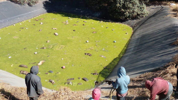 Más de 100 cadáveres de perritos fueron encontrados en una laguna de Amecameca. Foto Facebook