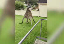 ¡Tómala! Así fue el round entre canguros australianos canguros