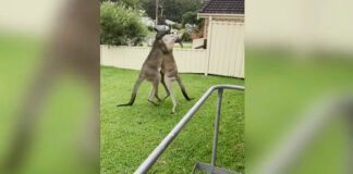 ¡Tómala! Así fue el round entre canguros australianos canguros