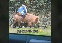Niño monta a un cerdito y se hace viral cerdito