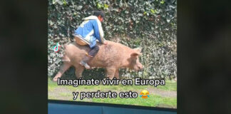 Niño monta a un cerdito y se hace viral cerdito