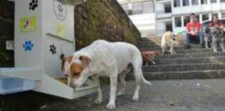 Mujer pide croquetas en vez de flores como última voluntad