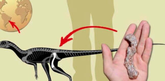 Hallan en Brasil al dinosaurio más antiguo de Sudamérica dinosaurio