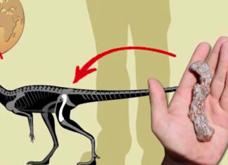 Hallan en Brasil al dinosaurio más antiguo de Sudamérica dinosaurio