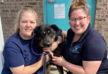 Familia de EU abandona a su perro… creían que era gay Gracias a que su historia se volvió viral, Fezco encontró una familia rápidamente.
