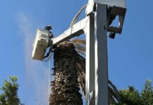 Retiran palmera enferma por hongo en Zócalo de Puebla hongo