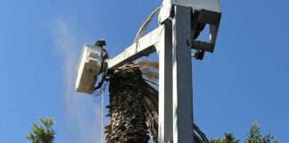 Retiran palmera enferma por hongo en Zócalo de Puebla hongo