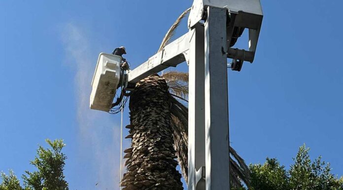 Retiran palmera enferma por hongo en Zócalo de Puebla hongo