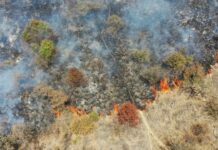 Persiste incendio de pastizal en Bosques de Chapultepec incendio