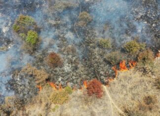 Persiste incendio de pastizal en Bosques de Chapultepec incendio