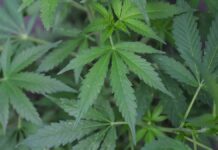 ‘No hay consenso’ para legalizar marihuana, reconoce AMLO marihuana