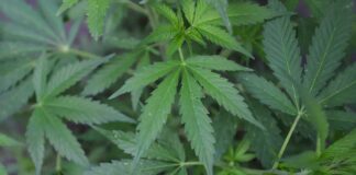 Decomisan 123 mdd de marihuana ilegal en California marihuana