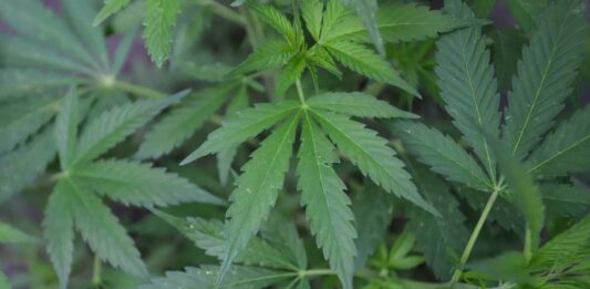marihuana