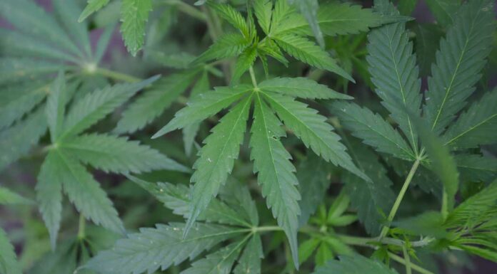 ‘No hay consenso’ para legalizar marihuana, reconoce AMLO marihuana