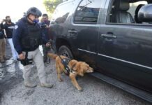 Realizan operativo de vigilancia en Central de Abasto Operativo