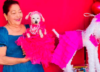 Celebran XV años a perrita ¡Hasta con vestido! perrita XV años