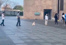 Perrito respeta sana distancia y se viraliza perrito sana distancia