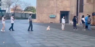 Perrito respeta sana distancia y se viraliza perrito sana distancia