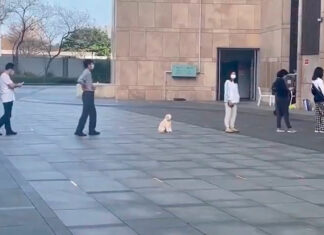 Perrito respeta sana distancia y se viraliza perrito sana distancia