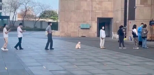 perrito sana distancia